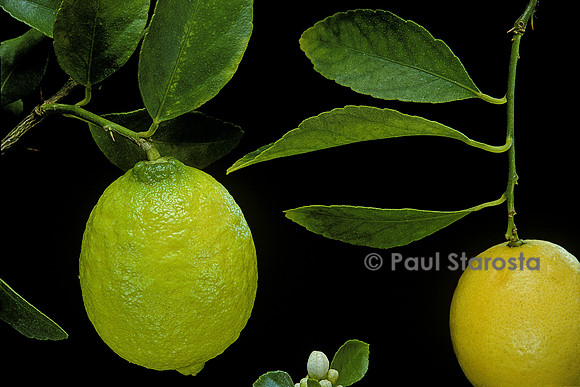 Citrus latifolia (Lime de Tahiti)