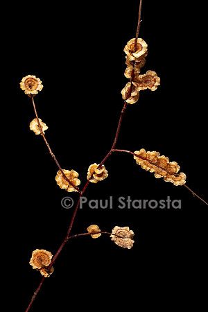Stereum sp. (stérée) sur une brindille