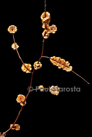 Stereum sp. (stérée) sur une brindille