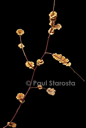Stereum sp. (stérée) sur une brindille