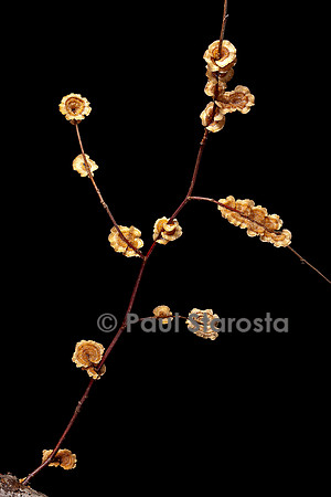 Stereum sp. (stérée) sur une brindille