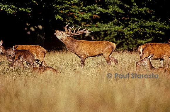 Cervus elaphus (cerf d'Europe) - bramant