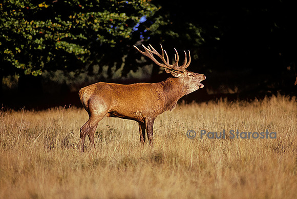 Cervus elaphus (cerf d'Europe) - bramant