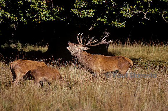 Cervus elaphus (cerf d'Europe) - bramant