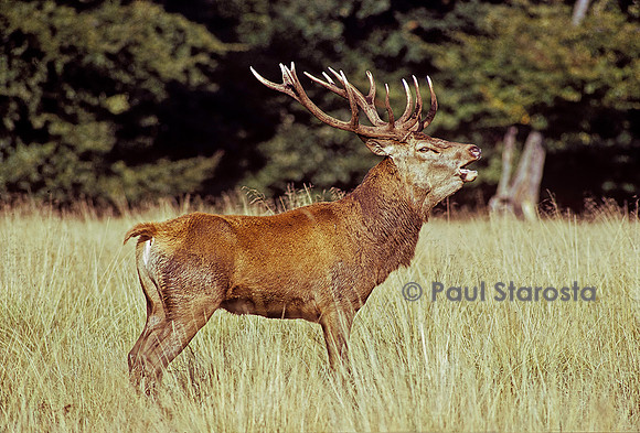 Cervus elaphus (cerf d'Europe) - bramant
