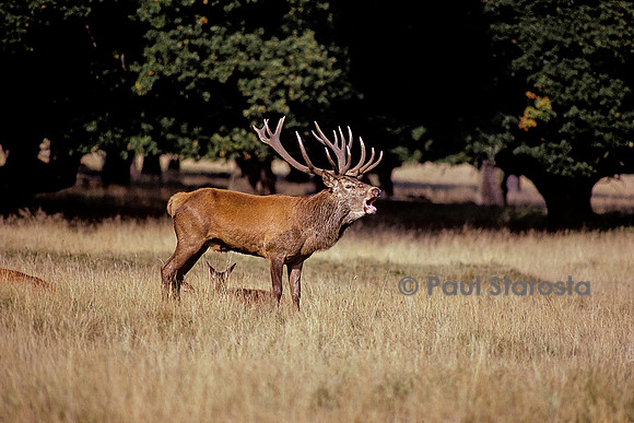 Cervus elaphus (cerf d'Europe) - bramant