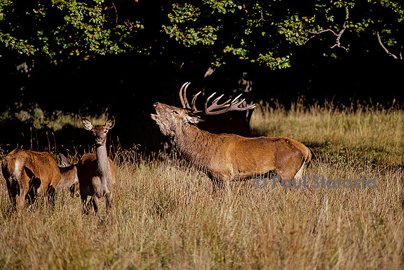 Cervus elaphus (cerf d'Europe) - bramant