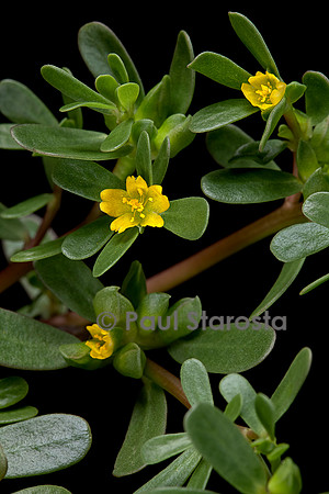 Portulaca oleracea (porcelane, pourpier, pourpier potager, pourpier maraîcher) - en fleur
