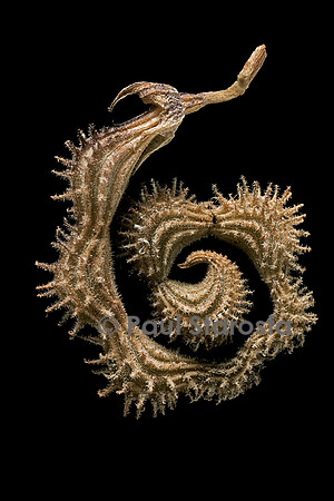 Scorpiurus muricatus (chenille des murs, chenille rayée, queue de scorpion) - fruit