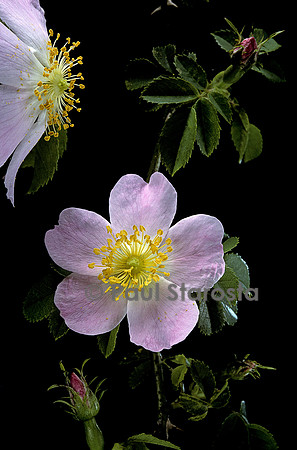 Rosa sp. (églantier)