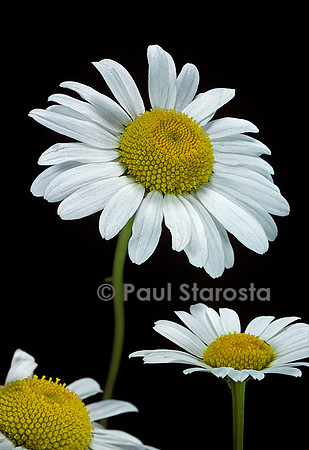 Leucanthemum vulgare (grande marguerite)