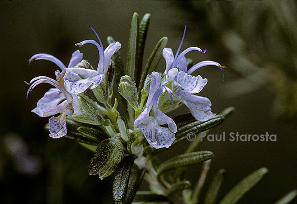Rosmarinus officinalis (romarin)