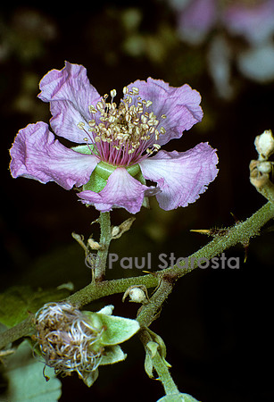 Rubus fruticosus (ronce)