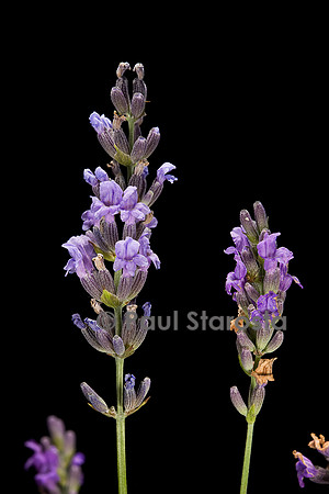 Lavandula angustifolia (lavande)