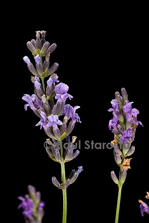 Lavandula angustifolia (lavande)
