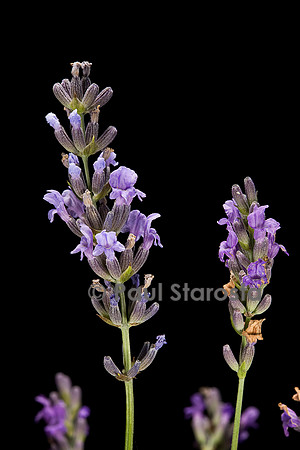 Lavandula angustifolia (lavande)