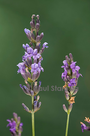 Lavandula angustifolia (lavande)