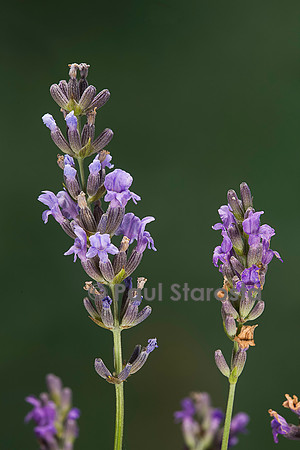 Lavandula angustifolia (lavande)