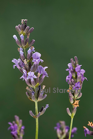 Lavandula angustifolia (lavande)