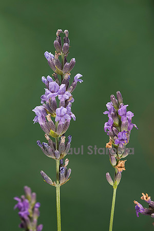 Lavandula angustifolia (lavande)