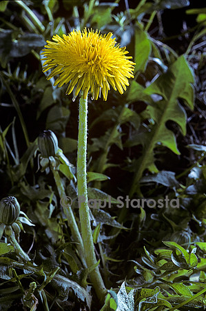Taraxacum sp. (pissenlit)
