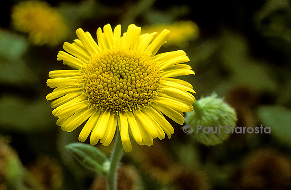 Pulicaria dysenterica (pulicaire)