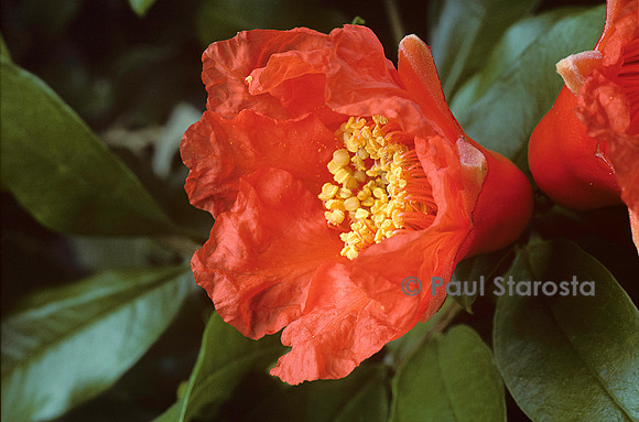 Punica granatum (grenadier)