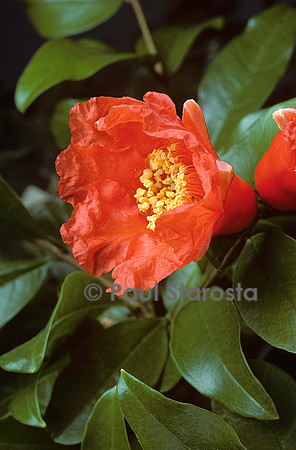 Punica granatum (grenadier)