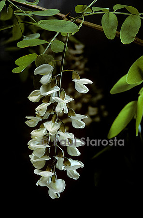 Robinia pseudoacacia (robinier faux acacia)