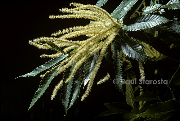 Castanea sativa (châtaignier) - fleur mâle