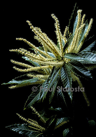 Castanea sativa (châtaignier) - fleur mâle