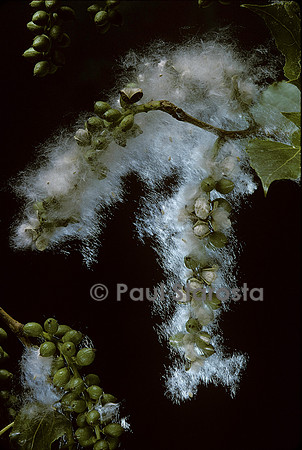 Populus nigra (peuplier noir) - fruit