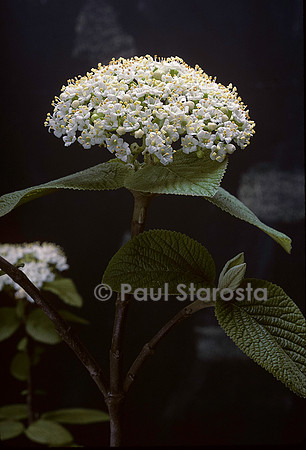 Viburnum lantana (viorne mancienne)