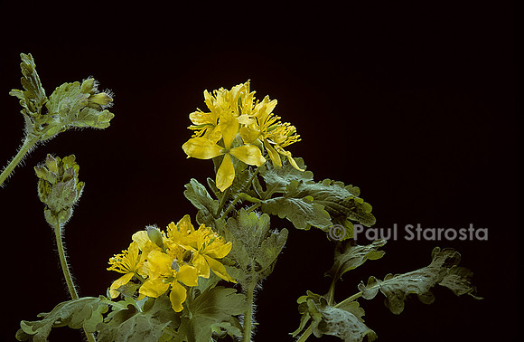 Chelidonium majus (chélidoine ou herbe-aux-verrues)