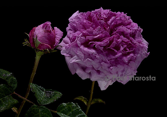 Rosa gallica ‘Lycoris’