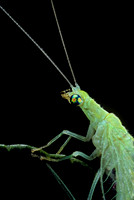 Chrysoperla carnea (chrysope verte) - portrait