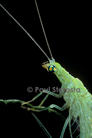 Chrysoperla carnea (chrysope verte) - portrait