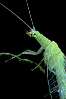 Chrysoperla carnea (chrysope verte) - portrait
