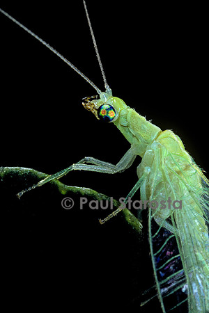 Chrysoperla carnea (chrysope verte) - portrait