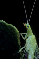 Chrysoperla carnea (chrysope verte) - portrait