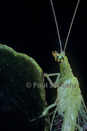Chrysoperla carnea (chrysope verte) - portrait