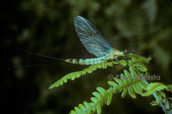 Ephemera danica (éphémère; mouche de mai)