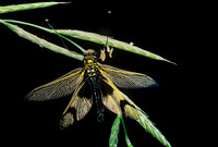 Libelluloides longicornis (asscalaphe)