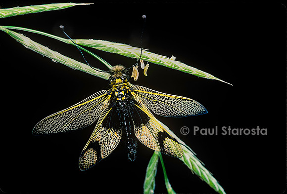 Libelluloides longicornis (asscalaphe)