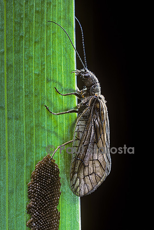 Sialis lutaria (sialis de la vase, mouche de l'aulne) - et sa ponte