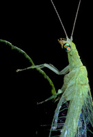 Chrysoperla carnea (chrysope verte) - portrait