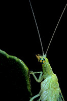 Chrysoperla carnea (chrysope verte) - portrait