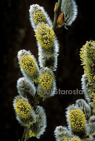 Salix caprea (saule marsault) - chatons mâles