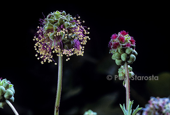 Sanguisorba minor (pimprenelle)