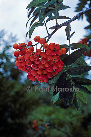 Sorbus aucuparia (sorbier des oiseleurs)